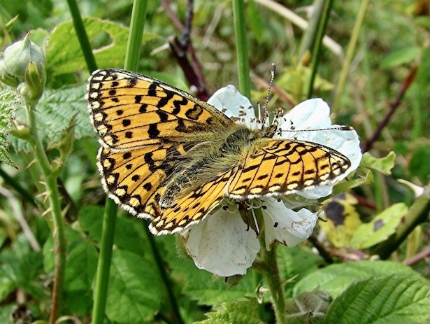 small pearl-bordered fritillary